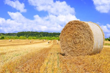 Kırsal alanda saman hasat etmek
