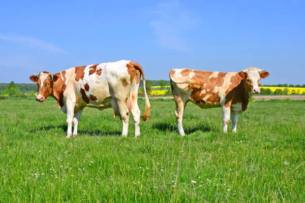 Une vache sur un pâturage d'été dans un paysage rural d'été . — Photo