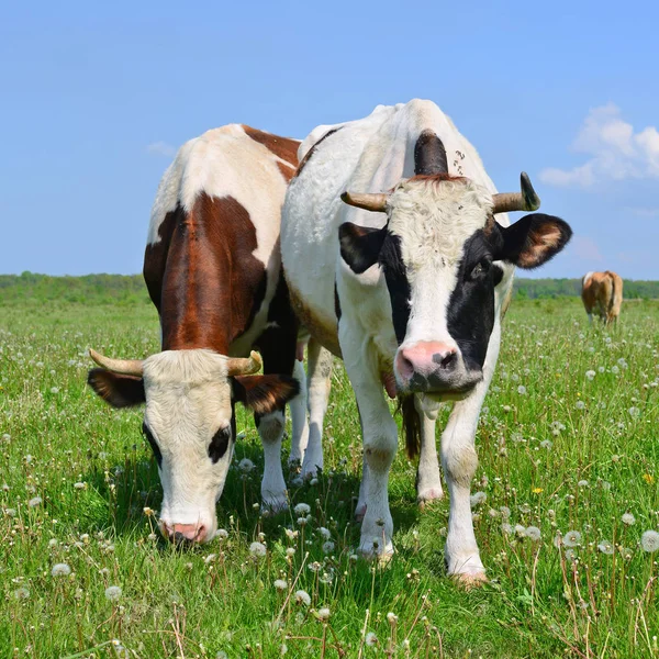 Cows  on a summer pasture — Stock Photo, Image