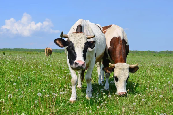 Vacas em um pasto de verão — Fotografia de Stock