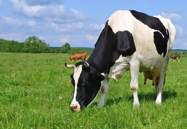 A cow on a summer pasture in a summer rural landscape. — Stock Photo, Image