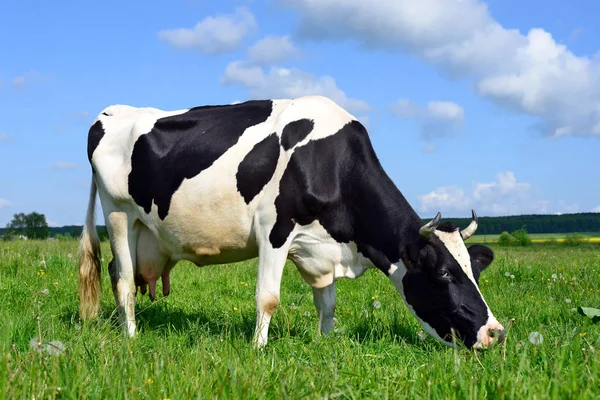 A cow on a summer pasture in a summer rural landscape. — Stock Photo, Image