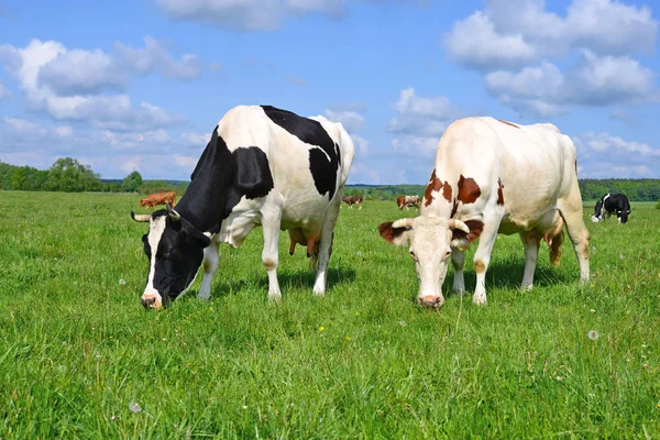 Cows  on a summer pasture — Stock Photo, Image