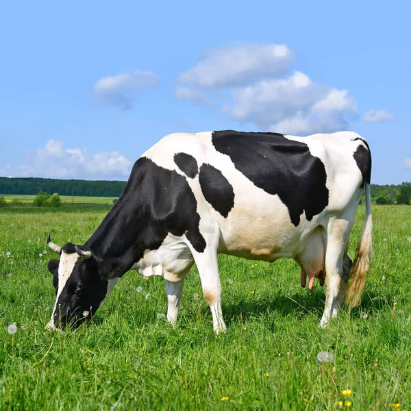 Uma vaca em um pasto de verão em uma paisagem rural de verão . — Fotografia de Stock