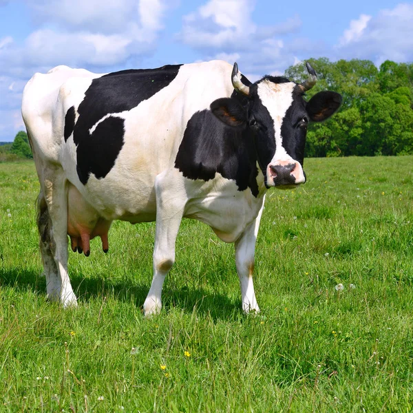 Uma vaca em um pasto de verão em uma paisagem rural de verão . — Fotografia de Stock