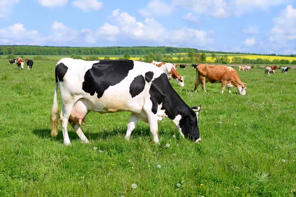 Tehenek a nyári legelőn — Stock Fotó