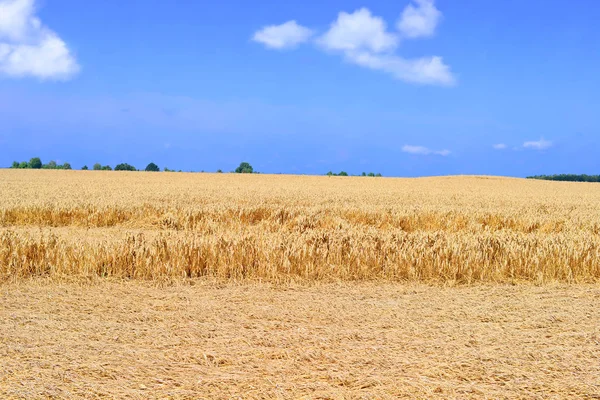 Korn fältet i landsbygdens landskap — Stockfoto