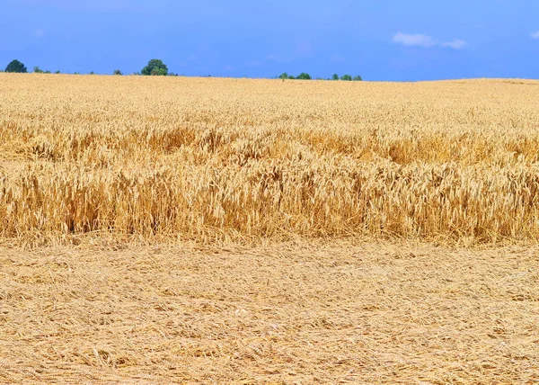 Campo de grano en el paisaje rural —  Fotos de Stock