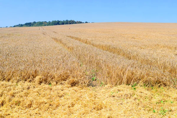 Korn fältet i landsbygdens landskap — Stockfoto