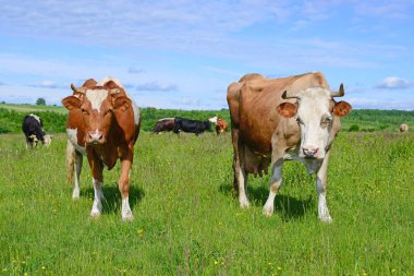Yaz otlağında inekler