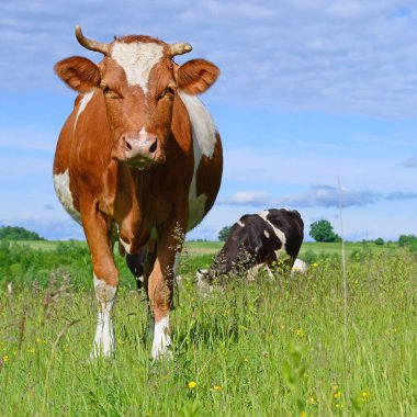 Yaz otlağında inekler