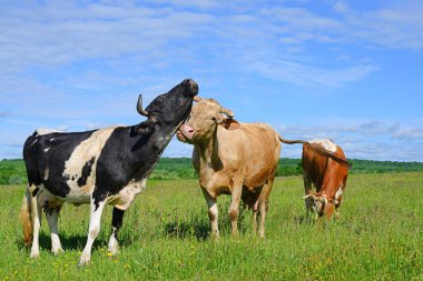 Yaz otlağında inekler