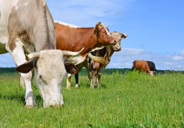 Yaz otlağında inekler