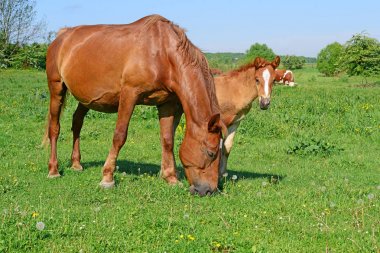 Yaz otlağında bir kısrakla tay