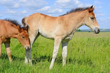 Yaz mera üzerinde tayı