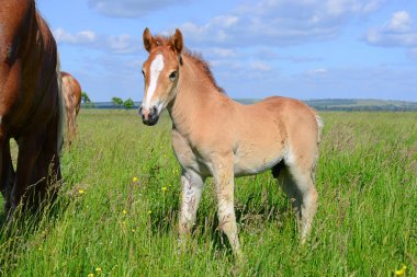 Yaz mera üzerinde tayı