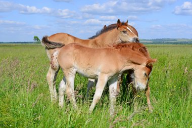 Yaz mera üzerinde tayı