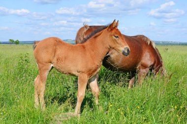 Yaz otlağında bir kısrakla tay