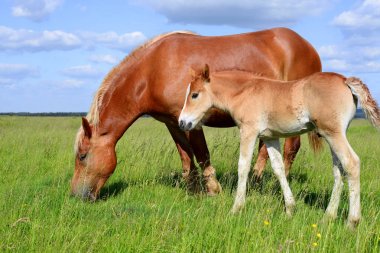 Yaz otlağında bir kısrakla tay