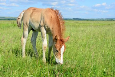 Yaz mera üzerinde tayı