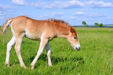 Yaz mera üzerinde tayı