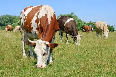 Yaz otlağında inekler