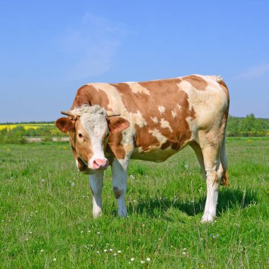 bir yaz mera derisindeki