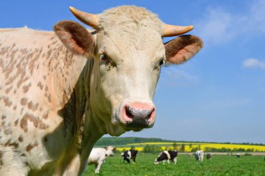 bir yaz mera derisindeki