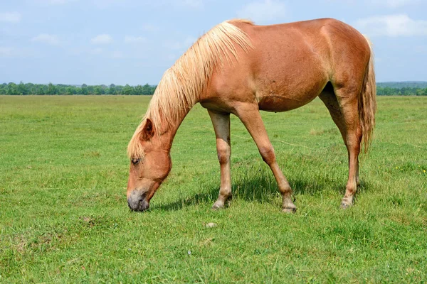Yaz otlağında bir at