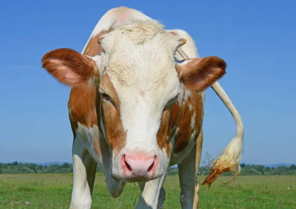 Het Kalf Een Zomer Weiland — Stockfoto