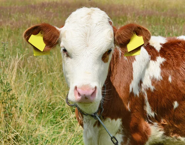 Das Kalb Auf Der Sommerweide — Stockfoto