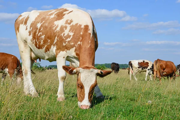 Yaz otlağında inekler