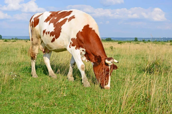 Krowa Letnim Pastwisku — Zdjęcie stockowe