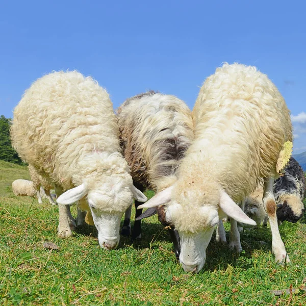 羊在夏天风景 — 图库照片
