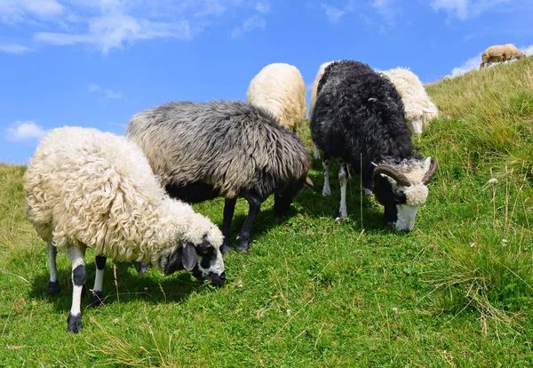 Schapen Een Zomer Landschap — Stockfoto