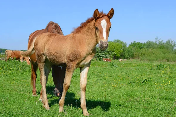 Veulen Een Zomer Weiland — Stockfoto