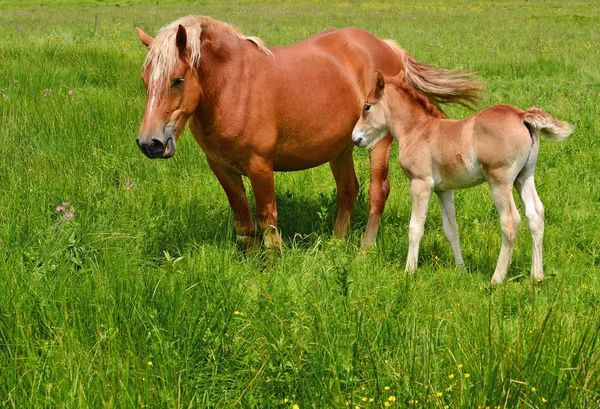 Fohlen Mit Stute Auf Der Sommerweide — Stockfoto