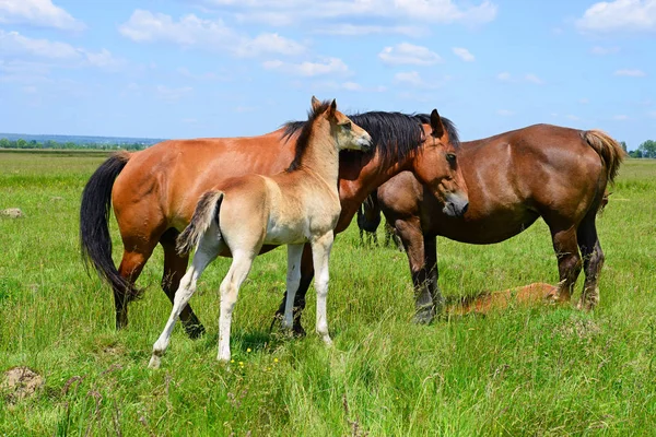 Foal Summer Pasture — Stock Photo, Image