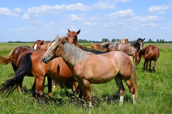 Kuda Padang Rumput Musim Panas — Stok Foto