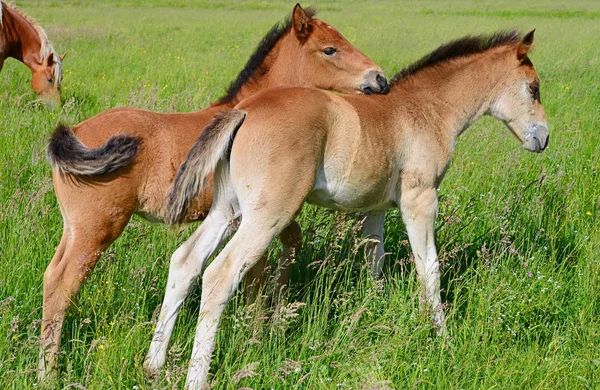 Foal Letnie Pastwiska — Zdjęcie stockowe