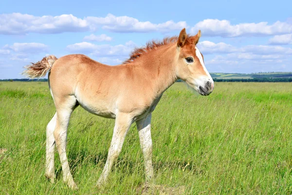 Yaz mera üzerinde tayı