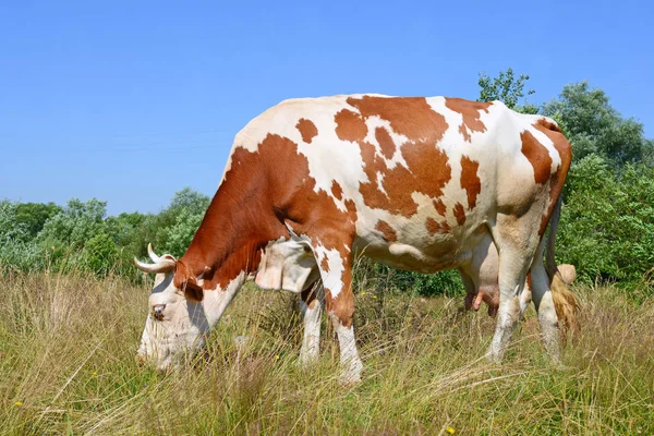 Kor Sommarbetesmark — Stockfoto