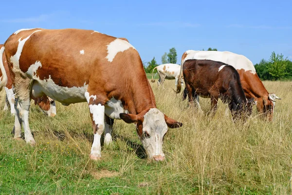 Vacas Pasto Verão — Fotografia de Stock