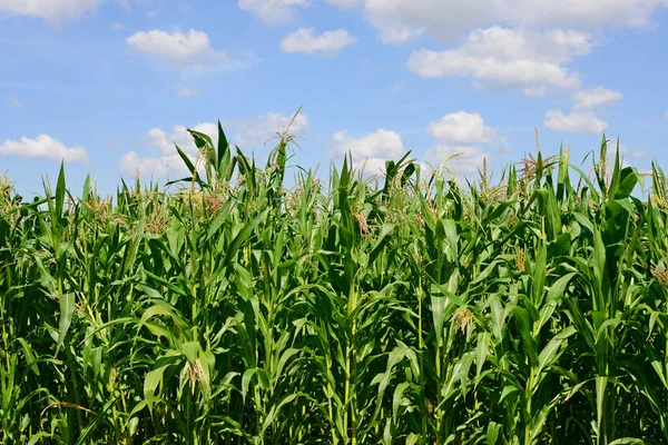 Grano Giovane Nel Paesaggio Rurale — Foto Stock