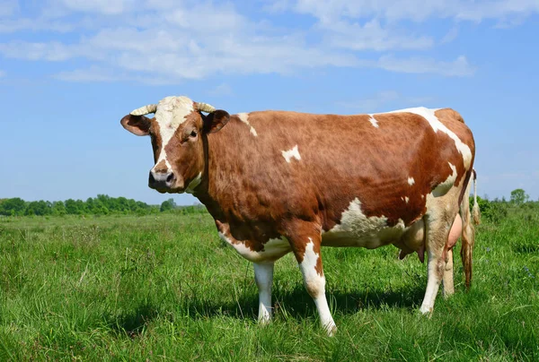 Cow Summer Pasture — Stock Photo, Image