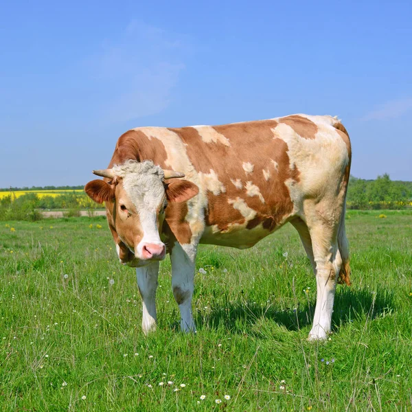 Das Kalb Auf Der Sommerweide — Stockfoto