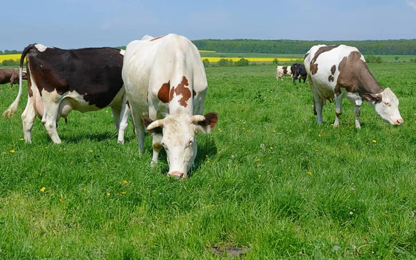 Kühe Auf Einer Sommerweide — Stockfoto