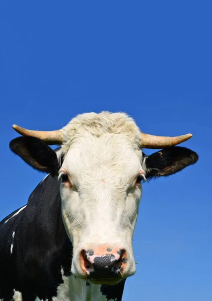 Cow Summer Pasture — Stock Photo, Image