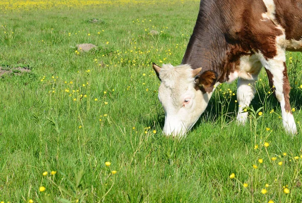 Das Kalb Auf Der Sommerweide — Stockfoto