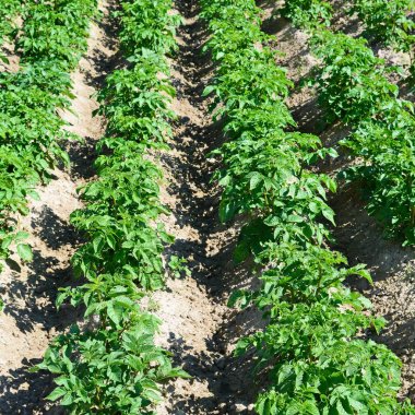 Kırsal manzara alanında patates